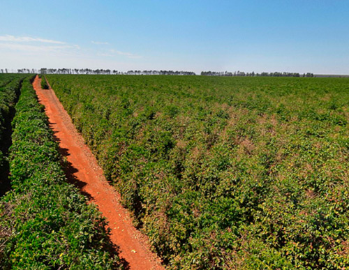 Fazenda Império